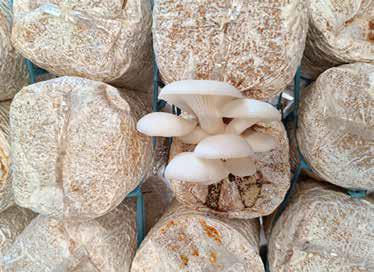 الاعتناء بالفطر المزروع في مرحلة الحضانة